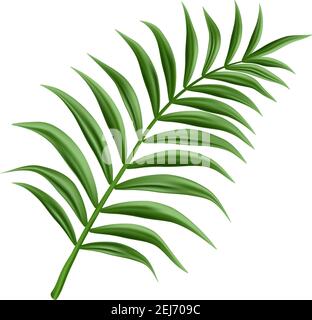 3d realistic vector palm branch, isolated on white background. Stock Vector