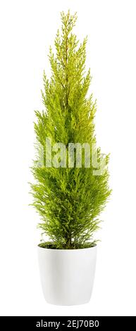 Beautiful chartreuse-coloured foliage of an evergreen Cupressus wilma goldcrest cypress in a flowerpot, side view isolated on white Stock Photo