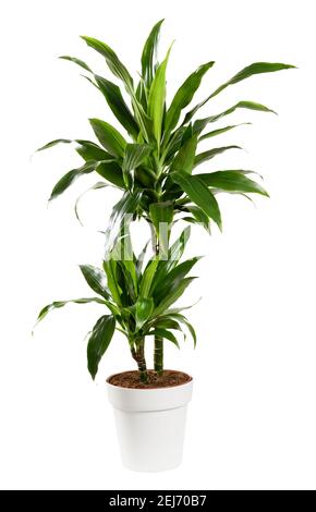 Ornamental potted Dracaena janet craig, Dragon plant or Water Stick Plant with striped green sword-shaped glossy leaves in a side view isolated on whi Stock Photo