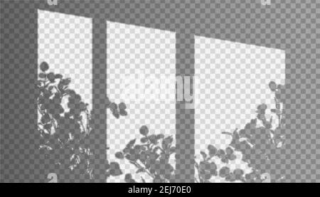 Vector realistic window shadow with threes on the wall in transparent background. Stock Vector