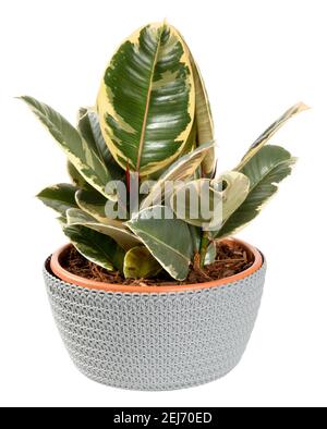 Pretty tricolor variegated ornamental foliage of Ficus elastica var. Tineke in a flowerpot with covering woven basket isolated on white in a close up Stock Photo