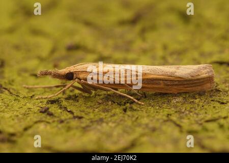 Closeup of the Common Grass-veneer moth, Agriphila tristella Stock Photo