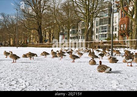 Heidelberg, Germany - February 2021: Flock of swan gooses on lower Neckar river bank called 'Neckarwiese' with meadow covered in snow Stock Photo