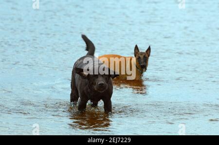 Labrador retriever is standing in water. Happy dog is in outdoors. Stock Photo