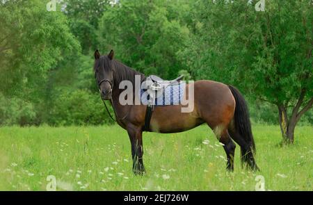 One saddled horse is standing on grass against the background of green trees. Stock Photo