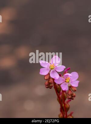 two pink flowers of Drosera latifolia, a sundew, taken in natural habitat close to Diamantina in Minas Gerais, Brazil Stock Photo