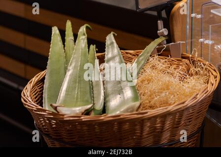Aloe vera (Aloe vera), Germany Stock Photo - Alamy
