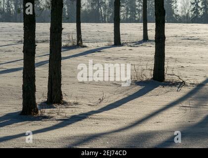 dark tree trunk silhouettes in backlight, snow covered ground, snow texture, shadows on snow, winter in nature Stock Photo