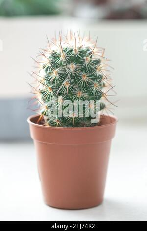 Succulent in ceramic pots. Potted cactus house plants on white table against stone wall - Image Stock Photo