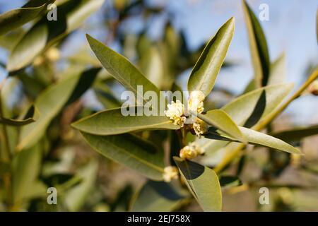 California bay (Umbellularia californica Stock Photo - Alamy