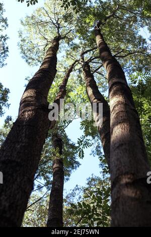 Manchurian hazelnut tree leaves. Tree trunk. Dense thickets Stock Photo