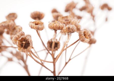 dry tansy on white background Stock Photo