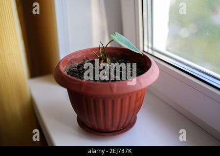 buy monstera deliciosa perth Buy Monstera Vine Plant Potted Green in Perth, Osborne Park, and Joondalup,  WA – The Furniture Gallery main image 0