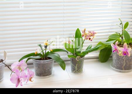 Bbeautiful blooming multicolored orchids on the windowsill Stock Photo
