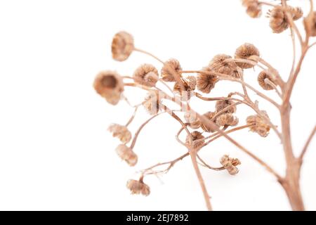 dry tansy on white background Stock Photo