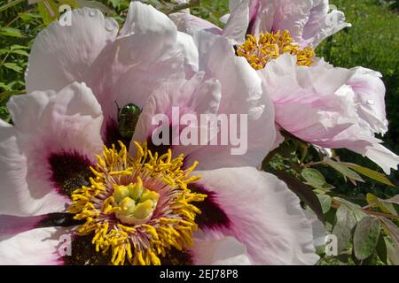 A green shiny may bug came down and hid in a pink open blooming beautiful pink Peony with maroon variegated petal centers with a yellow fluffy center Stock Photo