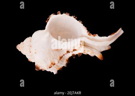 Beautiful sea shells on a black background Stock Photo