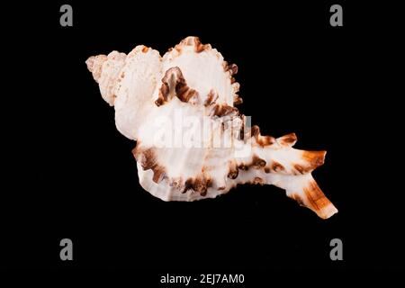 Beautiful sea shells on a black background Stock Photo