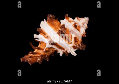 Beautiful sea shells on a black background Stock Photo