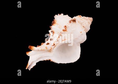 Beautiful sea shells on a black background Stock Photo
