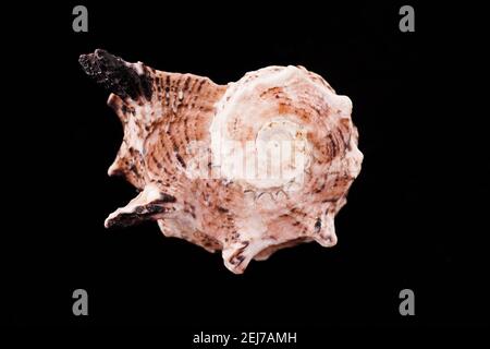 Beautiful sea shells on a black background Stock Photo