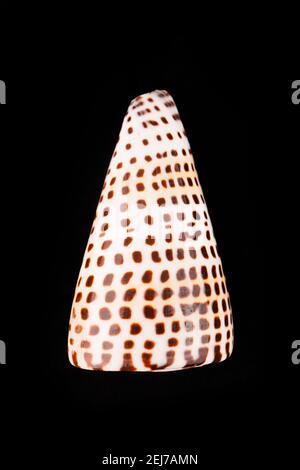 Beautiful sea shells on a black background Stock Photo