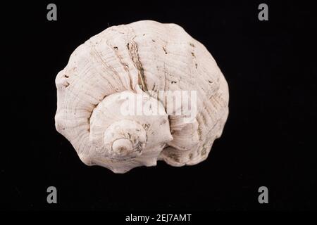 Beautiful sea shells on a black background Stock Photo