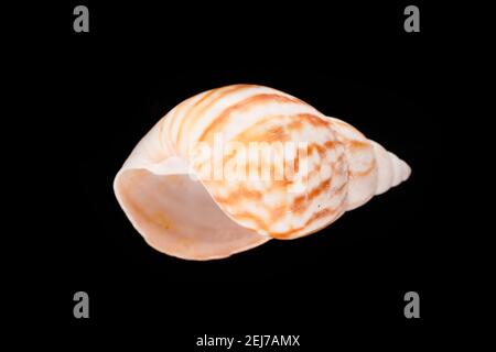 Beautiful sea shells on a black background Stock Photo