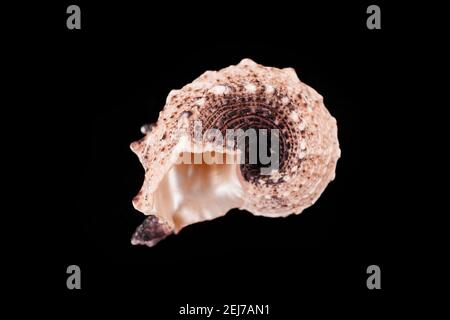 Beautiful sea shells on a black background Stock Photo