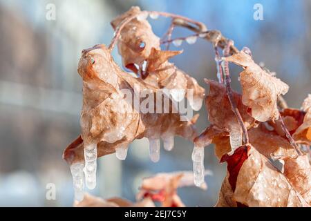 Branches covered with ice. Transparent beautiful icicles on the branches of a tree or bush with yellow leaves. High quality photo Stock Photo