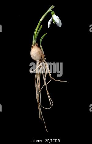 Complete single snowdrop with flower, leaves, roots and onion isolated on black Stock Photo