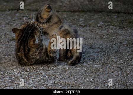 The cat and the mouse. Stock Photo