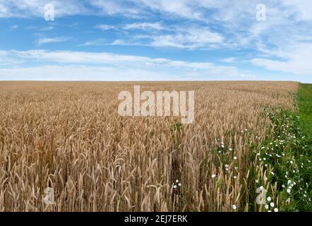 Brown wheat field with green field edge with white flowers Stock Photo