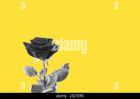 Grey rose on yellow background. Trend colors 2021. Mock up, flat lay, top view, copy spac Stock Photo