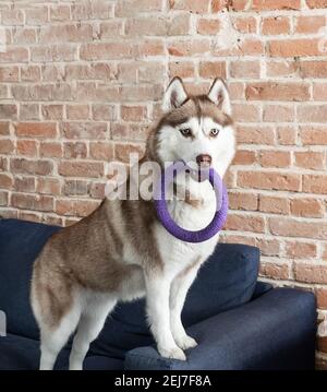 Husky dog playing with ring toy at home on sofa over brick wall. Stock Photo