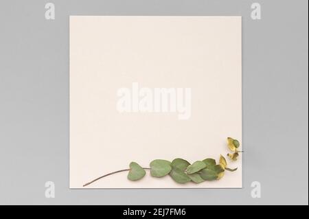Square invitation card mockup with a golden eucalyptus branch. Top view of a white card mockup with branch of eucalyptus on a pastel color table Stock Photo