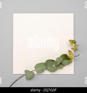 Square invitation card mockup with a golden eucalyptus branch. Top view of a white card mockup with branch of eucalyptus on a pastel color table. squa Stock Photo