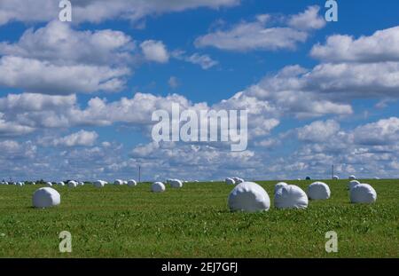 Summer meadow with hay rolls packed in plastic against a blue sky with clouds Stock Photo