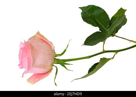Beautiful and delicate pink rose with water droplets on white background. Gift for beloved woman Stock Photo