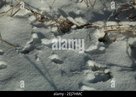 Close up of animal tracks in the snow Stock Photo