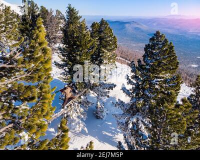Freeride Snowboarder rides through path fresh snow forest Off-piste slope. Aerial top view. Stock Photo