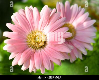 Two pink chrysanthemums Samba, close up Stock Photo