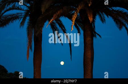 Silhouettes of coconut palms against a dark blue night sky and a round, shining moon in the sky. A beautiful tropical landscape at night. Full moon. H Stock Photo