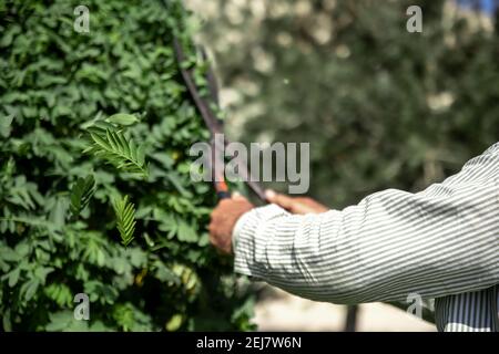 The old gardener cuts the bush with large metal old pruning shears. Garden care. Stock Photo