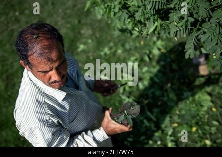 The old gardener cuts the bush with large metal old pruning shears. Garden care. Stock Photo