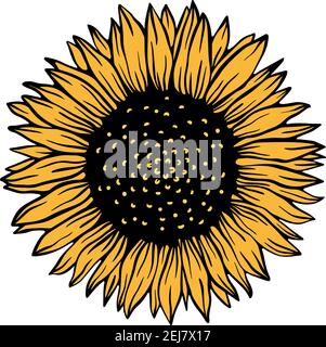 Sunflower floral nature plant.Summer flower isolated in white background.Botanical wild blossom. Stock Vector