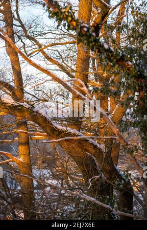 Snow dusted twisted tree trunks catching warm sunrise light on the hills slope in United Kingdom Stock Photo