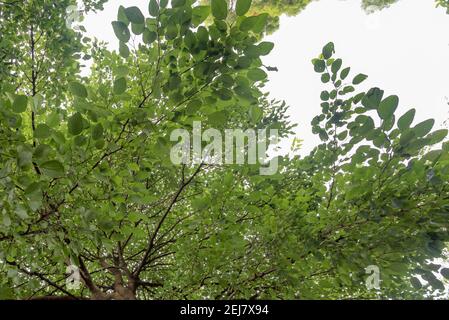 The White Mulberry (Morus Alba) is a native to China but long established  on the east coast of Australia as a deciduous fruit bearing tree. Stock Photo