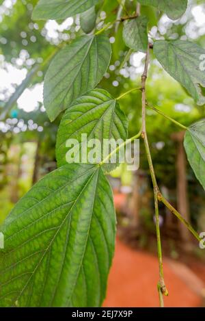 The White Mulberry (Morus Alba) is a native to China but long established  on the east coast of Australia as a deciduous fruit bearing tree. Stock Photo