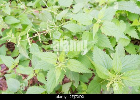 Stinging nettles (Urtica urens) annual nettle, dwarf nettle, small nettle, dog nettle, or burning nettle, is a herbaceous annual flowering plant Stock Photo